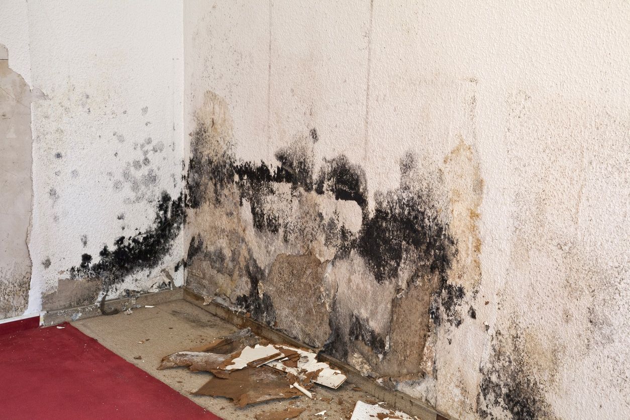 The Hidden Dangers of Mold in Your Home Green Home Solutions