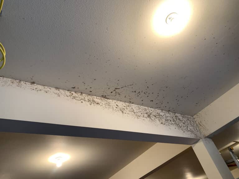 Black mold on a ceiling